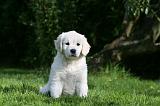 GOLDEN RETRIEVER 968